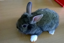 MINI COELHO