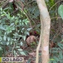  (Foto: Correio do Lago ) 