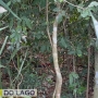  (Foto: Correio do Lago ) 